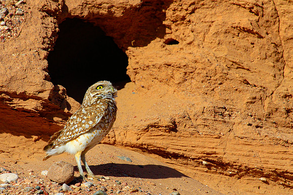 Burrowing Owl (Athene cunicularia) Watches Circling Red-tailed H