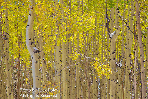 First Autumn Snowfall in Aspen Forest