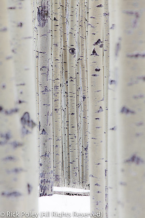 Aspen Tree Trunks & Snow, NM