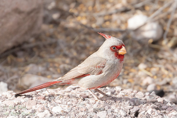 Male Pyrrhuloxia (Cardinalis sinuatus) Foraging, NM