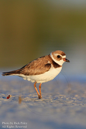 Adult Semipalmated Plover (Charadrius semipalmatus)