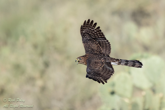Cooper's Hawk (Accipiter cooperii) Flying,  NM