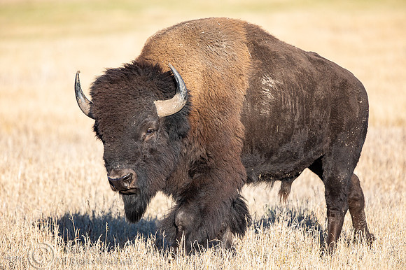American Bison (Bison bison) Bull