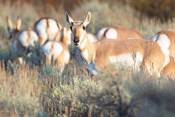 Doe Pronghorn (Antilocapra americana) & Herd