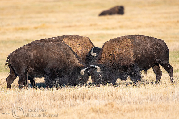 American Bison (Bison bison) Bulls Engaged in Dominance Dispute