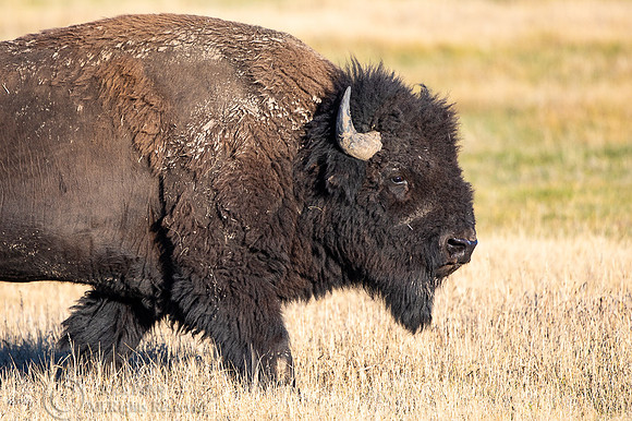 American Bison (Bison bison) Bull