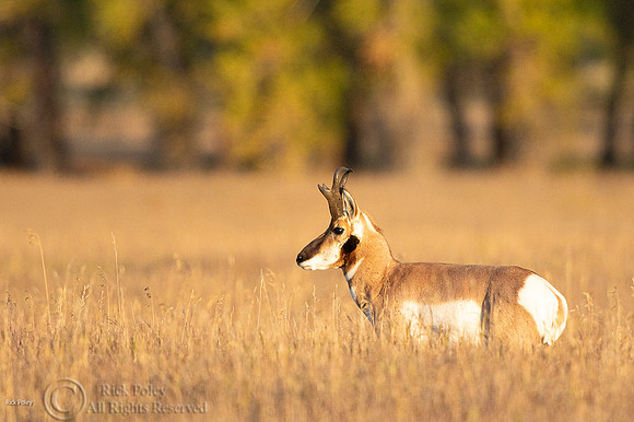 Pronghorn Buck (Antilocapra americana)