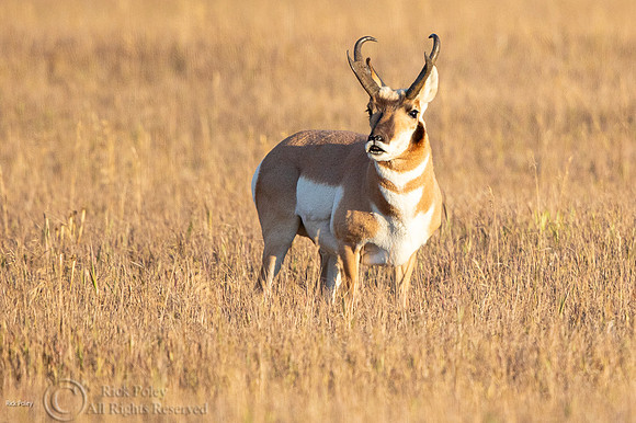 Pronghorn Buck (Antilocapra americana)