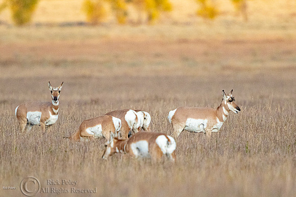 Pronghorn (Antilocapra americana) Herd