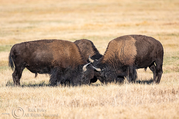 American Bison (Bison bison) Bulls Engaged in Dominance Dispute