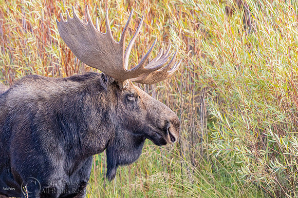 Bull Moose (Alces alces)