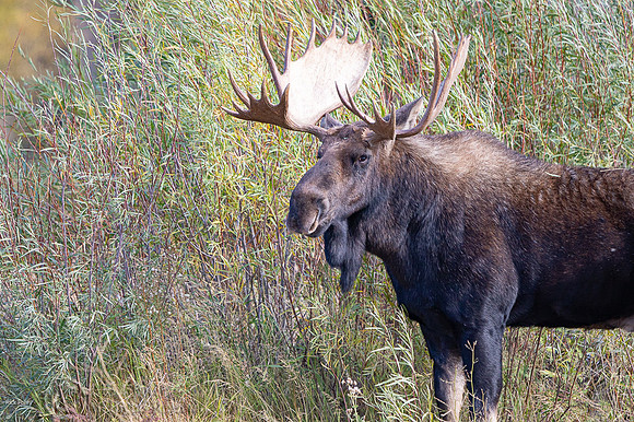 Bull Moose (Alces alces)
