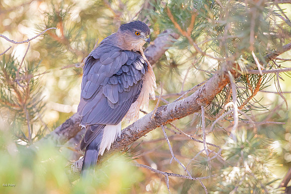 Cooper's Hawk (Accipiter cooperii)