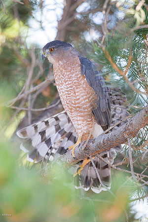 Preening Cooper's Hawk (Accipiter cooperii)