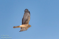 Female Northern Harrier (Circus cyaneus) Soaring, NM