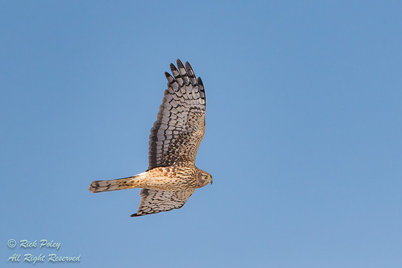 Female Northern Harrier (Circus cyaneus) Soaring, NM