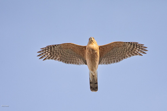 Sharp-shinned Hawk (Accipiter striatus) in Flight