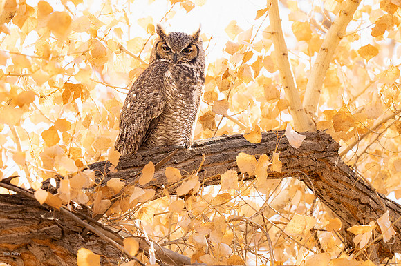 Great Horned Owl (Bubo virginianus) Perched in a Cottonwood Tree