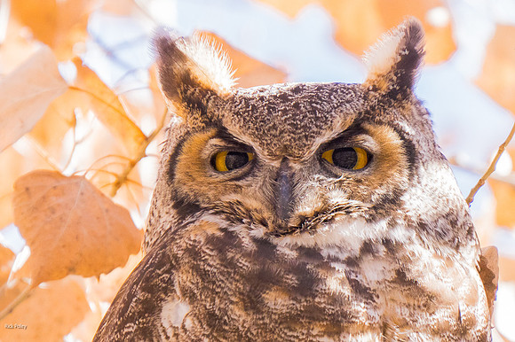 Great Horned Owl (Bubo virginianus) Perched in a Cottonwood Tree