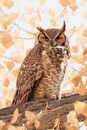 Great Horned Owl (Bubo virginianus) Perched in a Cottonwood Tree