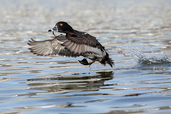 Ring-necked Duck (Aythya collaris) Drake Taking Flight