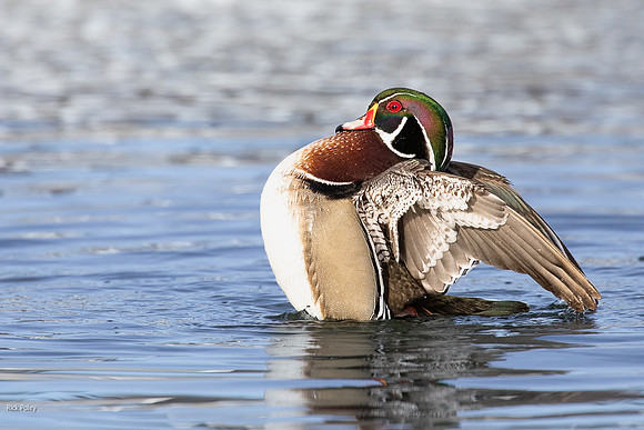Bathing & Preening Drake Wood Duck (Aix sponsa)