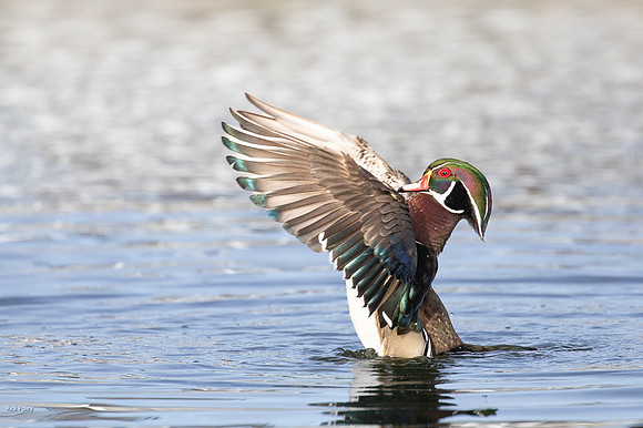 Bathing & Preening Drake Wood Duck (Aix sponsa)