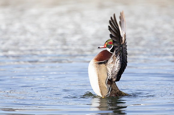 Bathing & Preening Drake Wood Duck (Aix sponsa)