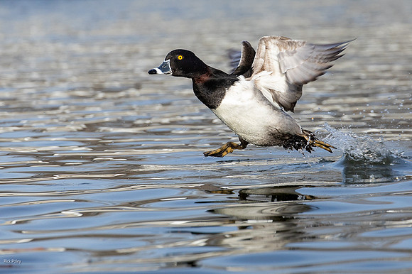 Ring-necked Duck (Aythya collaris) Drake Running on Water to Tak