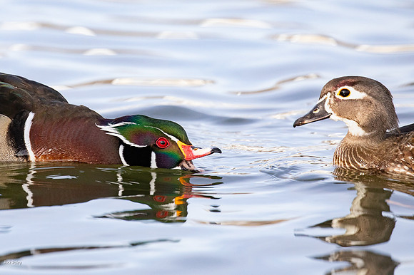Drake Wood Duck (Aix sponsa) Calling Hen
