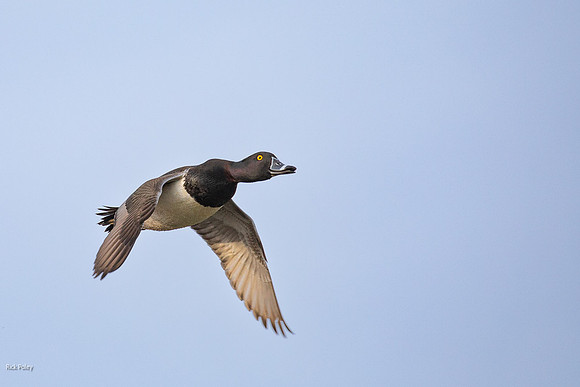 Flying Drake Ring-necked Duck (Aythya collaris)