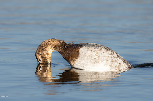 Diving Female Canvasback (Aythya valisineria)