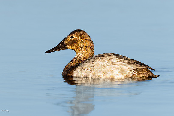 Hen Canvasback (Aythya valisineria)