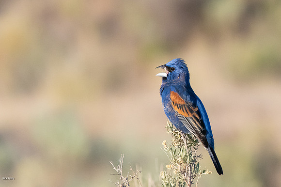 Singing Blue Grosbeak (Passerina caerulea)