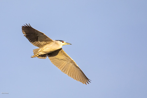 Black-crowned Night Heron (Nycticorax nycticorax) With Adult Plu