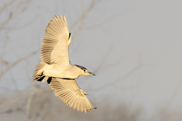 Black-crowned Night Heron (Nycticorax nycticorax) in Flight