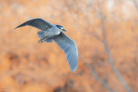 Black-crowned Night Heron (Nycticorax nycticorax) in Autumn