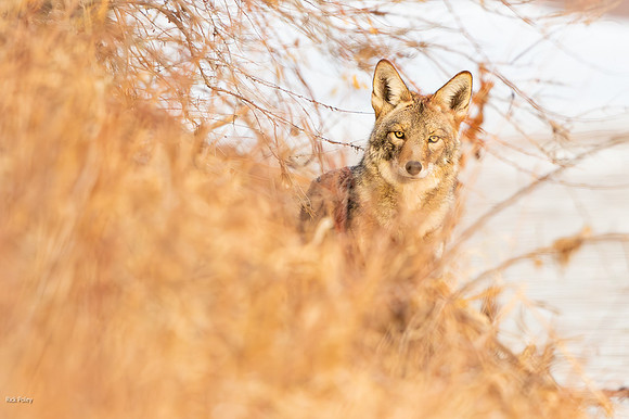 Coyote (Canis latrans)