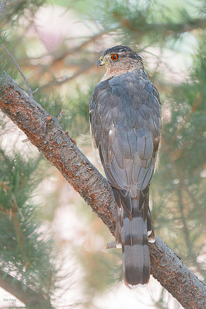 Perched Cooper's Hawk (Accipiter cooperii)