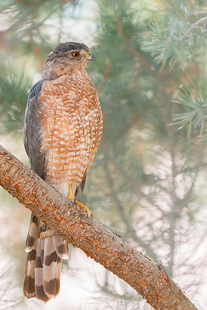 Perched Cooper's Hawk (Accipiter cooperii)