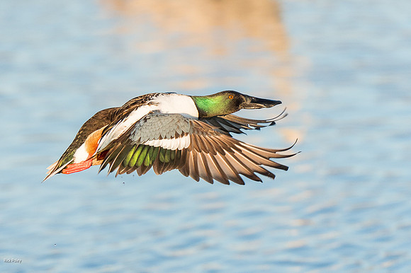 Northern Shoveler (Anas clypeata) Drake in Flight