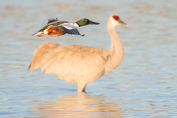 Drake Northern Shoveler (Anas clypeata) Flying Past Sandhill Cra