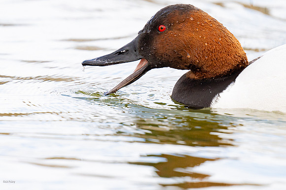 Foraging Drake Canvasback (Aythya valisineria)