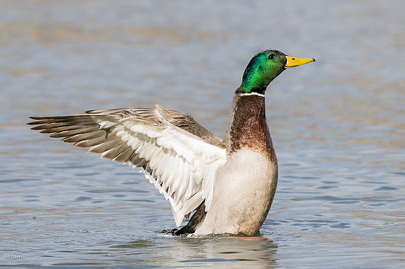 Drake Mallard (Anas platyrhynchos) Drying WIngs