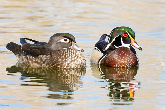 Hen & Drake Wood Ducks (Aix sponsa)