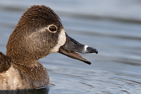 Female Ring-necked Duck (Aythya collaris) Feeding on Invertebrat