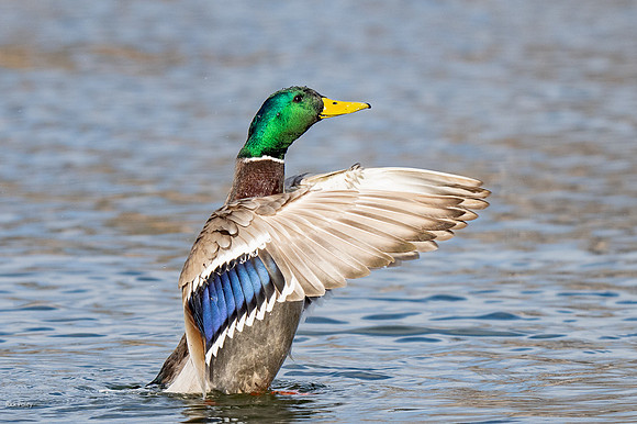 Drake Mallard (Anas platyrhynchos) Drying WIngs