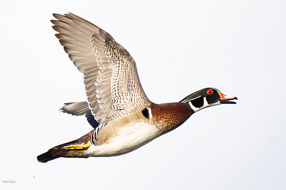 Flying Drake Wood Duck (Aix sponsa)