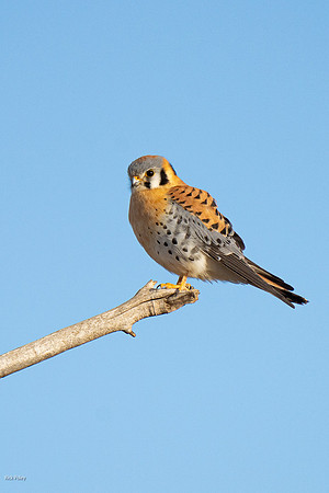 Male American Kestrel (Falco sparverius)