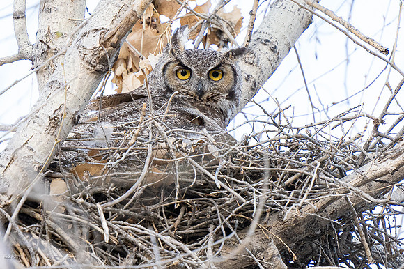 Nesting Great Horned Owl (Bubo virginianus)